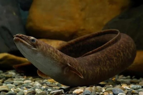 鳗鱼能不能人工繁殖，目前还没有办法进行人工繁殖