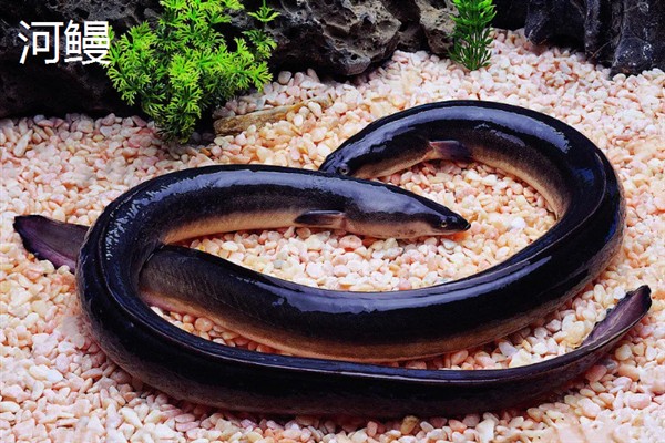 鳗鱼能不能人工繁殖，目前还没有办法进行人工繁殖