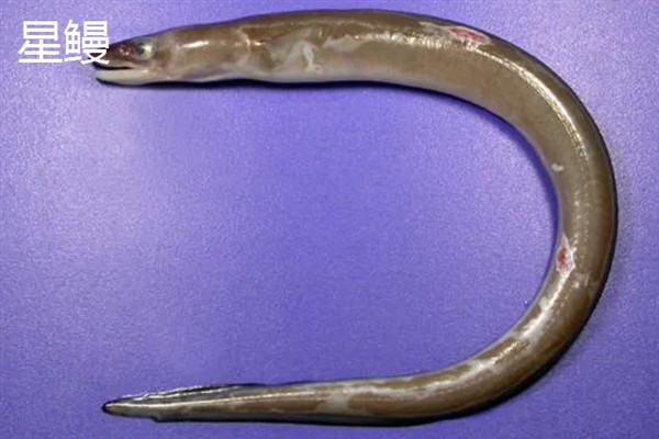 鳗鱼能不能人工繁殖，目前还没有办法进行人工繁殖