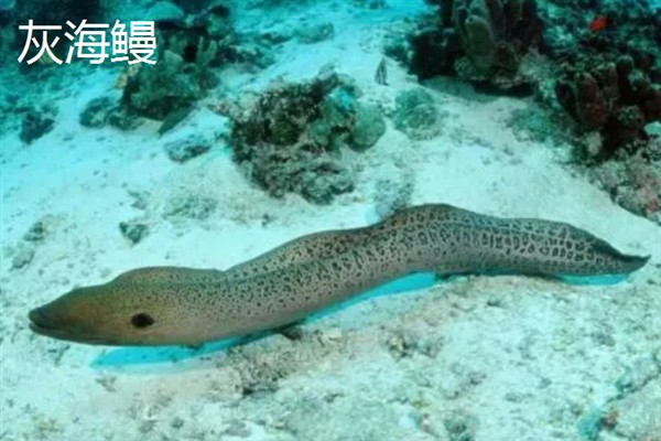 鳗鱼能不能人工繁殖，目前还没有办法进行人工繁殖