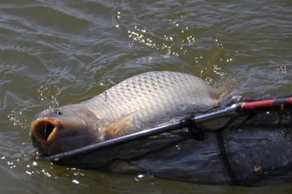 4号千又钩搭配多大的子线，一般搭配3.0号子线