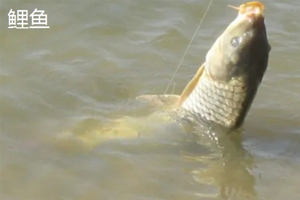 4号千又钩搭配多大的子线，一般搭配3.0号子线