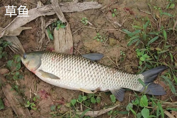 4号千又钩搭配多大的子线，一般搭配3.0号子线