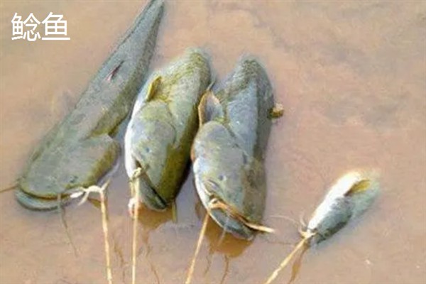 4号千又钩搭配多大的子线，一般搭配3.0号子线