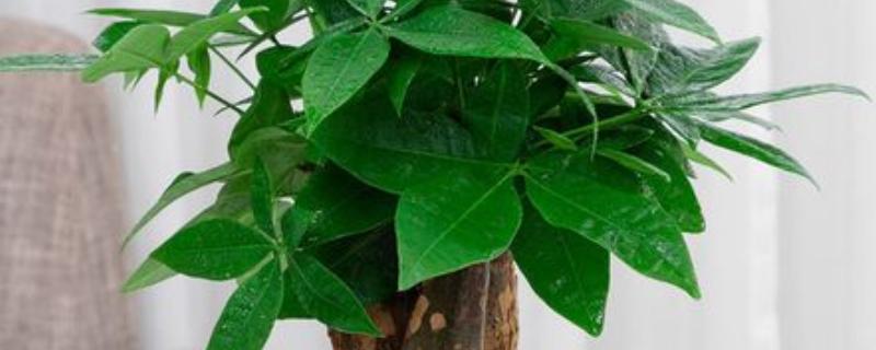发财树怎么种植，种植后将其移到半阴处养护