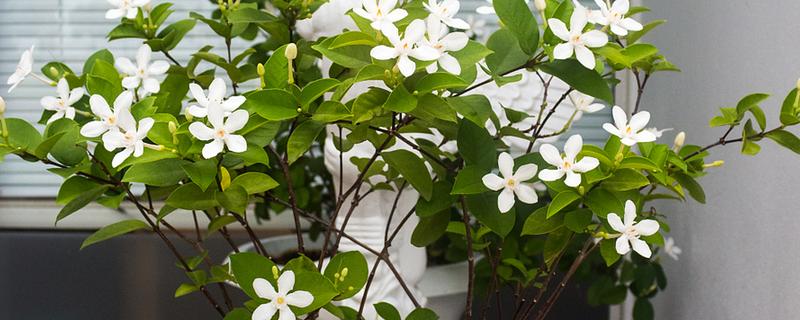 茉莉花如何养殖，夏季一天浇水两次