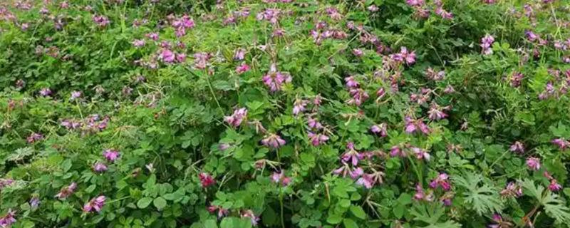 紫云英怎么养殖,每隔3-4天浇一次水