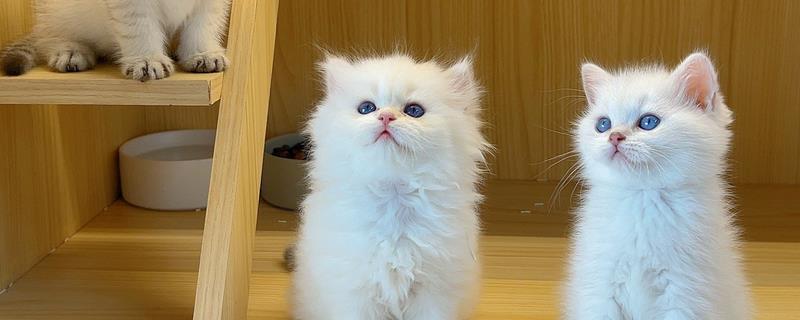 小猫睡觉眼睛闭不上的原因，可能是眼睛里有异物所致