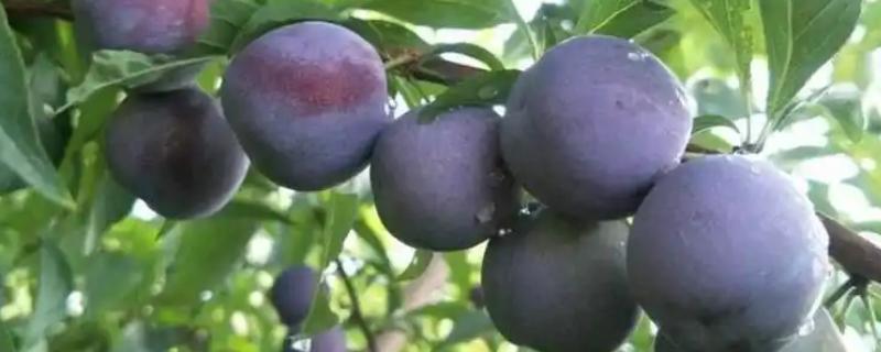 比较火的李子品种，推荐五月脆、蜂糖李等