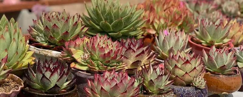 乌木多肉夏天会休眠吗，乌木多肉夏天休眠