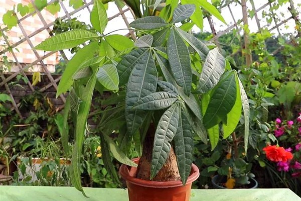 发财树怎么种植，种植后将其移到半阴处养护