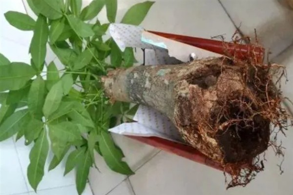 发财树怎么种植，种植后将其移到半阴处养护
