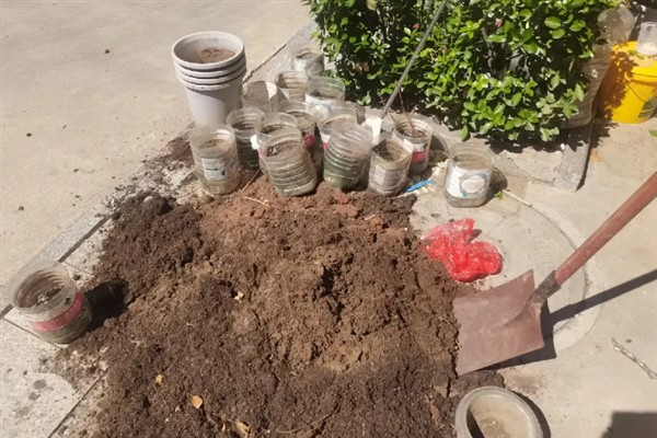 发财树怎么种植，种植后将其移到半阴处养护