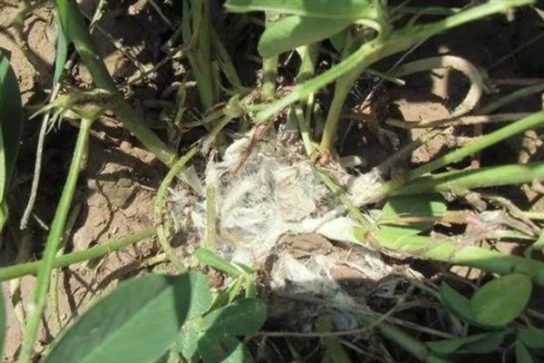 花生白绢病的发生原因，连作、高温多湿、排水不良等因素会引发病害