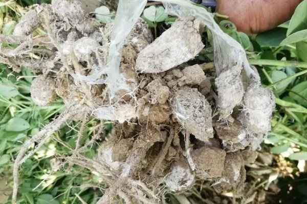 花生白绢病的发生原因，连作、高温多湿、排水不良等因素会引发病害