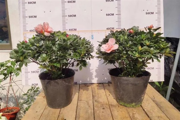 如何养殖杜鹃花，遵循见干见湿原则浇水