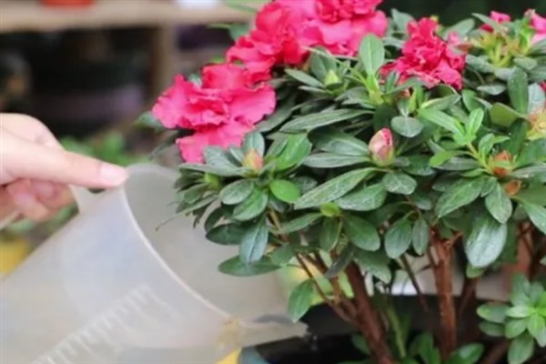 如何养殖杜鹃花，遵循见干见湿原则浇水