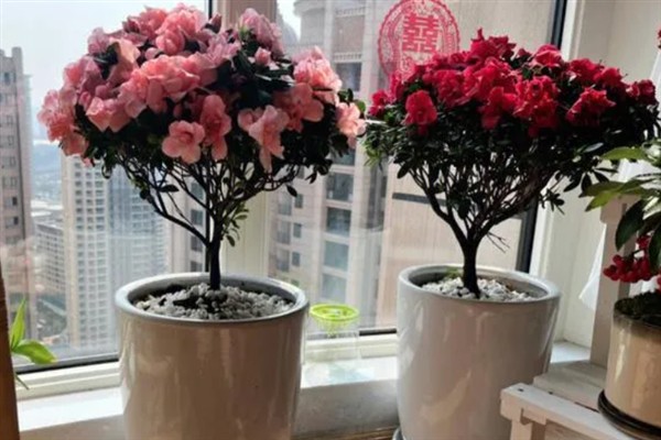 如何养殖杜鹃花，遵循见干见湿原则浇水