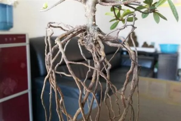 如何养殖杜鹃花，遵循见干见湿原则浇水