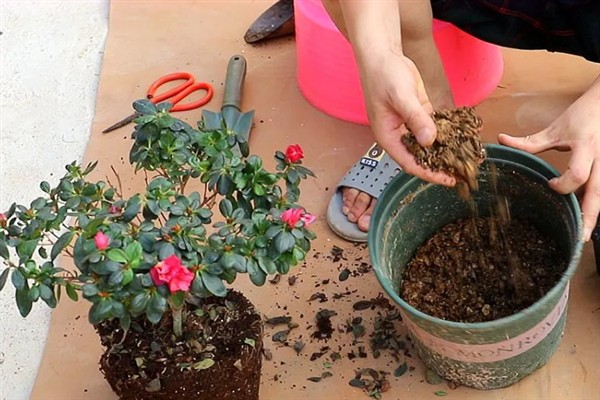 如何养殖杜鹃花，遵循见干见湿原则浇水
