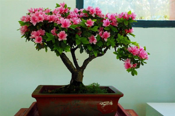 如何养殖杜鹃花，遵循见干见湿原则浇水