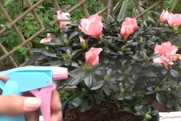 如何养殖杜鹃花，遵循见干见湿原则浇水