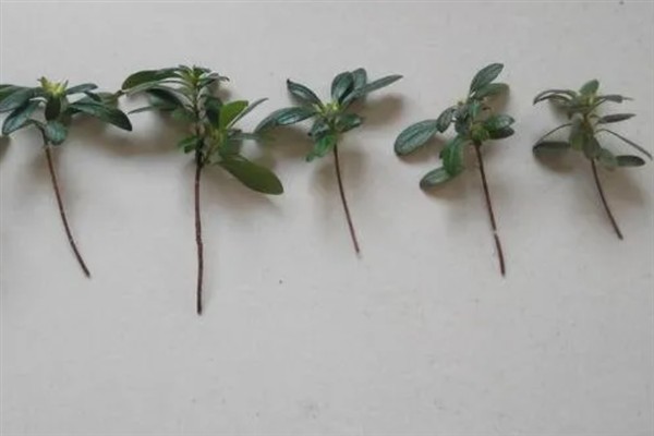 如何养殖杜鹃花，遵循见干见湿原则浇水