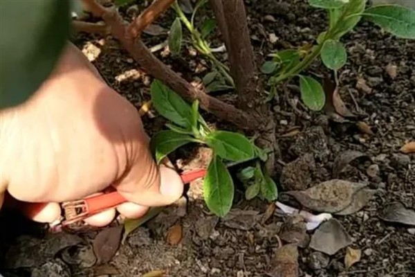 如何养殖杜鹃花，遵循见干见湿原则浇水