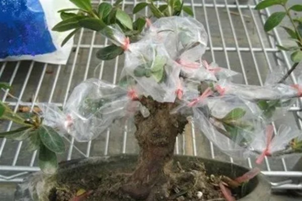 如何养殖杜鹃花，遵循见干见湿原则浇水