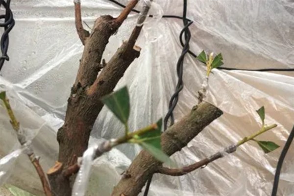 如何养殖杜鹃花，遵循见干见湿原则浇水