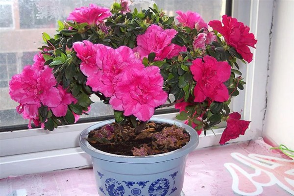 如何养殖杜鹃花，遵循见干见湿原则浇水