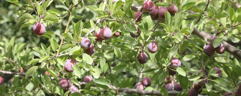 西梅的修剪时间，生长较为旺盛的时期修剪合适