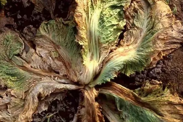 大白菜叶腐病的症状，在湿润条件下病部呈灰绿色