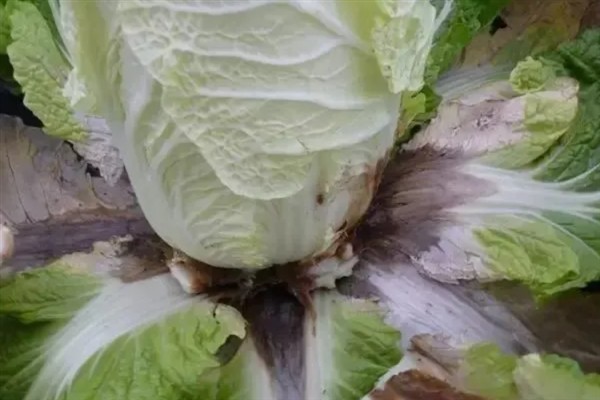 大白菜叶腐病的症状，在湿润条件下病部呈灰绿色