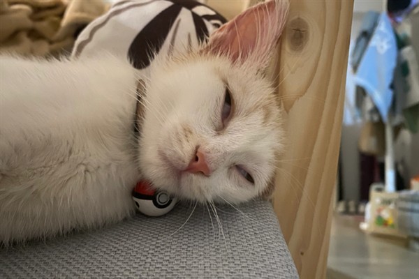 小猫睡觉眼睛闭不上的原因，可能是眼睛里有异物所致