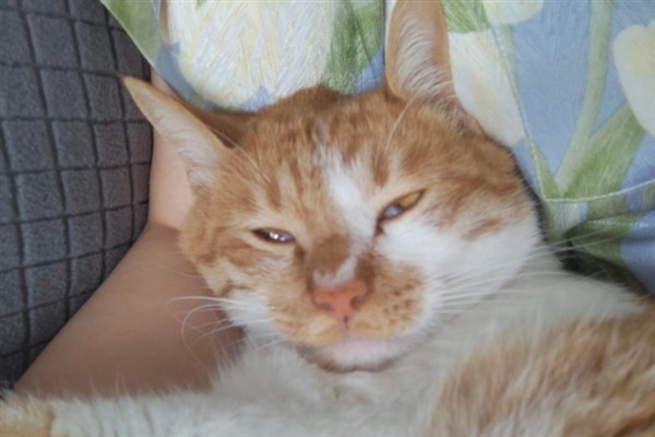 小猫睡觉眼睛闭不上的原因，可能是眼睛里有异物所致
