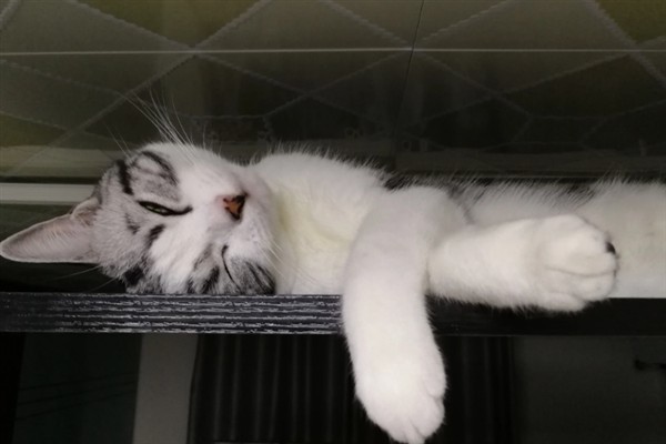 小猫睡觉眼睛闭不上的原因，可能是眼睛里有异物所致
