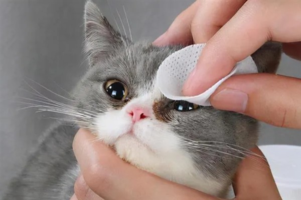 小猫睡觉眼睛闭不上的原因，可能是眼睛里有异物所致