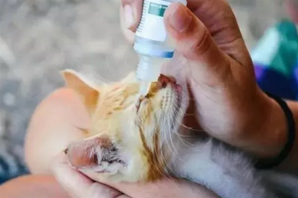 小猫睡觉眼睛闭不上的原因，可能是眼睛里有异物所致