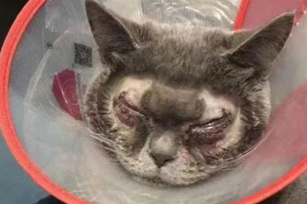小猫睡觉眼睛闭不上的原因，可能是眼睛里有异物所致