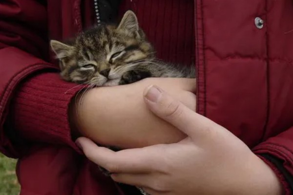 小猫睡觉眼睛闭不上的原因，可能是眼睛里有异物所致