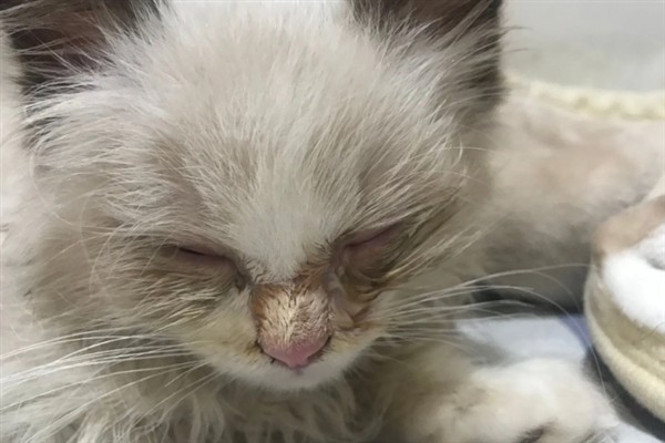 小猫睡觉眼睛闭不上的原因，可能是眼睛里有异物所致