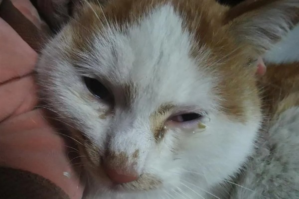 小猫睡觉眼睛闭不上的原因，可能是眼睛里有异物所致