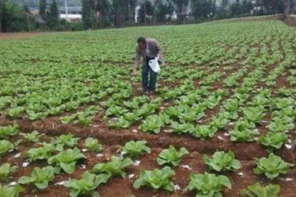 大白菜叶腐病的症状，在湿润条件下病部呈灰绿色