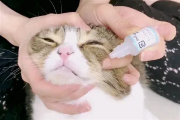 小猫睡觉眼睛闭不上的原因，可能是眼睛里有异物所致
