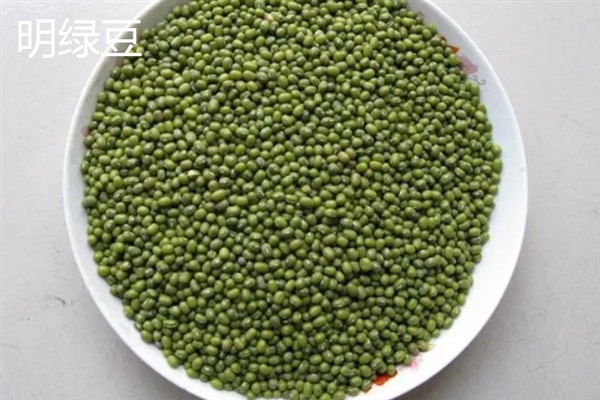 明绿豆与毛绿豆的区别，前者呈翠绿色、后者呈暗绿色或黄绿色
