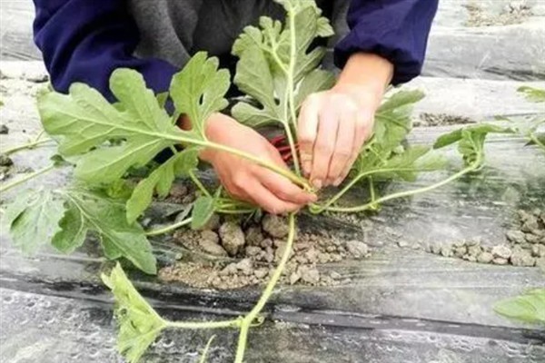 西瓜瓤很硬是不是催熟的，可能是没有完全成熟所致