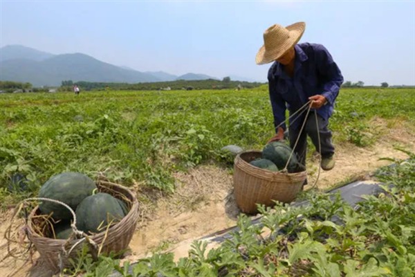 西瓜瓤很硬是不是催熟的，可能是没有完全成熟所致