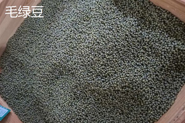 明绿豆与毛绿豆的区别，前者呈翠绿色、后者呈暗绿色或黄绿色
