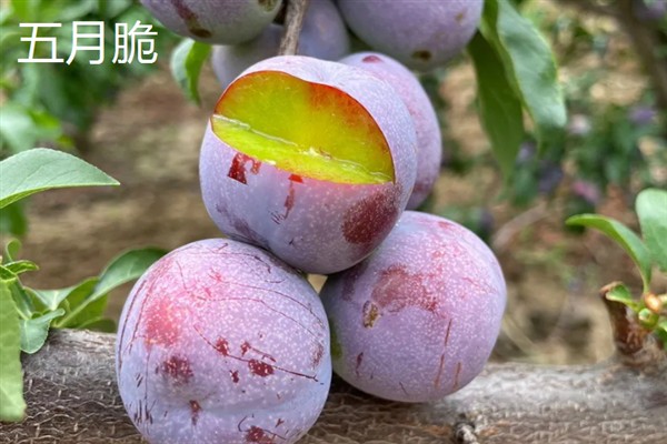 比较火的李子品种，推荐五月脆、蜂糖李等
